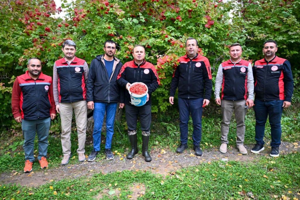 Kayseri’nin coğrafi işaretli Akkışla gilaburusu hasadı başladı