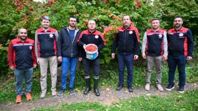 Kayseri’nin coğrafi işaretli Akkışla gilaburusu hasadı başladı